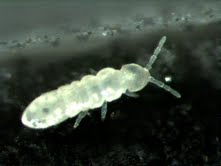 COLLEMBOLA_2